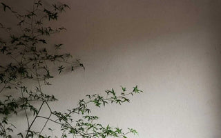 Zen Simplicity in Action: Mindful Living's Transformative Power