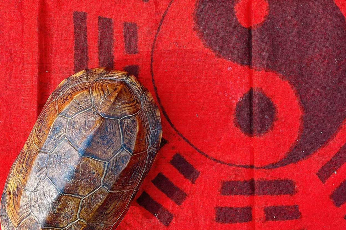 The Evolution of Tortoise Artwork: From Tradition to Contemporary