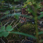 The Force Energy Smoky Quartz Pendants