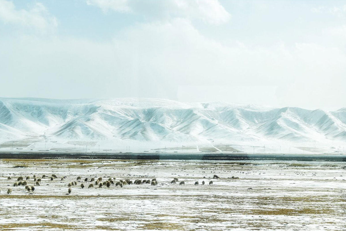 TIBET Overland from Xining to Lhasa to Nepal Oriental Aesthetics