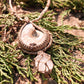 The Force Energy Clear Quartz Ammonite Pendants