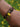 Lion Thokcha Herringbone Bracelet