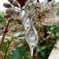 Nautilus Echo Clear Quartz Sterling Silver Earrings