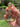 Wisdom Owl Citrine Copper Handcrafted Crystal Wand Sacred Tool